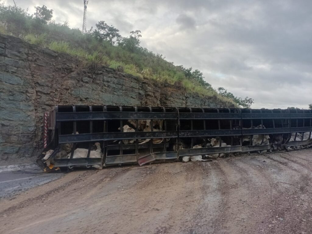 Carreta com 74 bovinos tomba na rodovia BR-365 e 39 animais são furtados