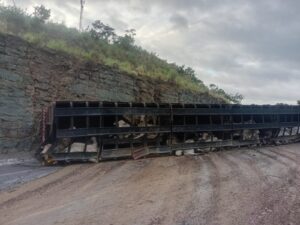 Carreta com 74 bovinos tomba na rodovia BR-365 e 39 animais são furtados
