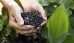 Bioinsumos ganham força no País e apontam saída para dependência