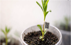 IMA regulamenta comércio ambulante de mudas