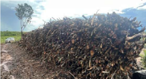 Operação ambiental aplica multas pesadas no NM