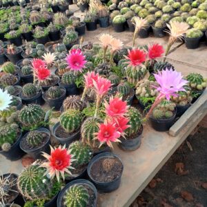 Exposição anual de orquídeas começa dia 24