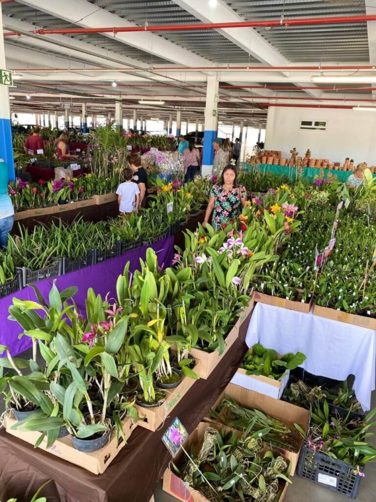 Exposição Anual de Orquídeas tem início dia 24