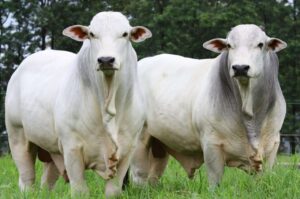 Cotação do boi gordo em Minas Gerais ganha força e se aproxima dos valores de SP