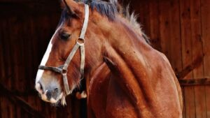 Sessões no IF Sudeste usam interação com cavalos para reabilitação física e social