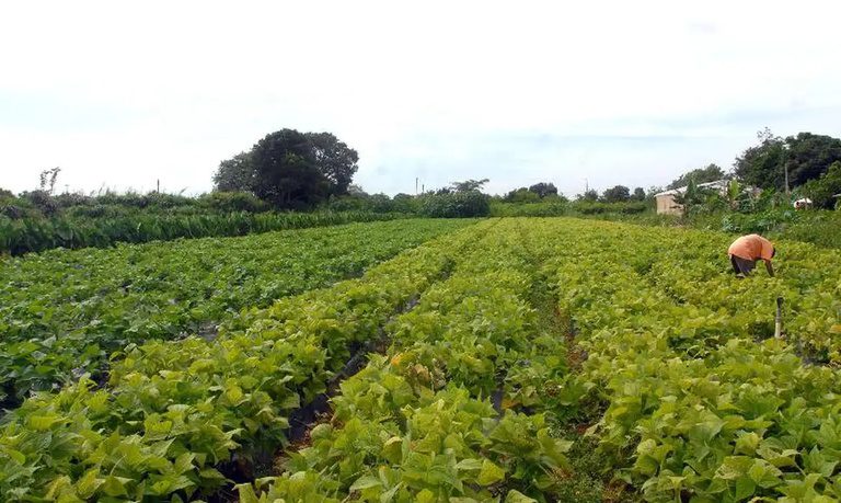 Economia, incluindo agricultores familiares, micro e pequenas empresas e atividades relacionadas à economia sustentável