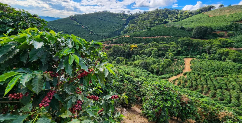 Estado consolida liderança na produção cafeeira com foco em inovação