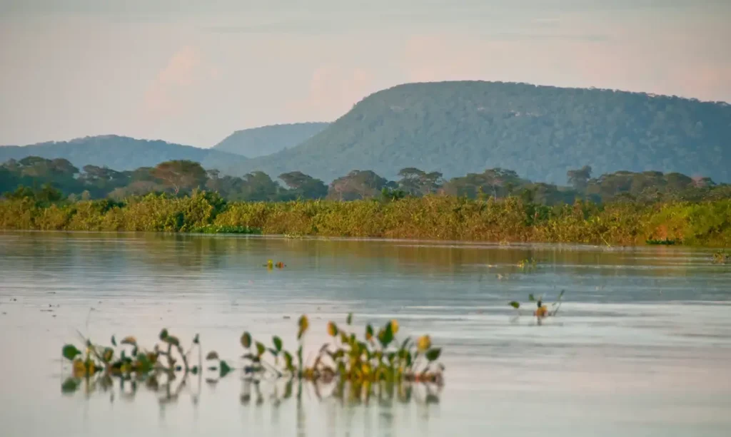 Supressão de vegetação nativa às margens de rios compromete bacias hidrográficas no Cerrado