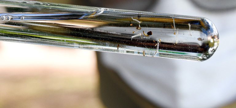 Dados mostram que a maioria dos focos do mosquito está em recipientes dentro e ao redor das residências